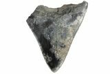Partial, Fossil Megalodon Tooth - Serrated, Blade #172220-1